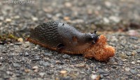 /album/fotogalerij-dieren/mmm-lekker-brokje-jpg/